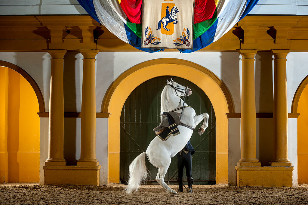a dancing horse in Jerez de la Frontera
