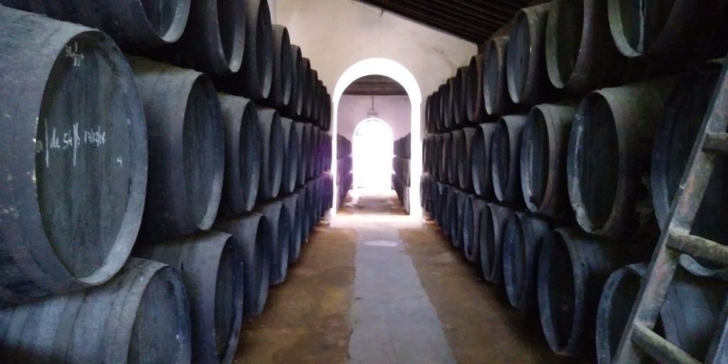 a dancing horse in Jerez de la Frontera